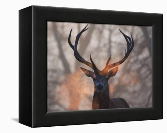 Portrait of a Red Deer Buck, Cervus Elaphus, in Winter-Alex Saberi-Framed Premier Image Canvas