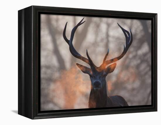 Portrait of a Red Deer Buck, Cervus Elaphus, in Winter-Alex Saberi-Framed Premier Image Canvas