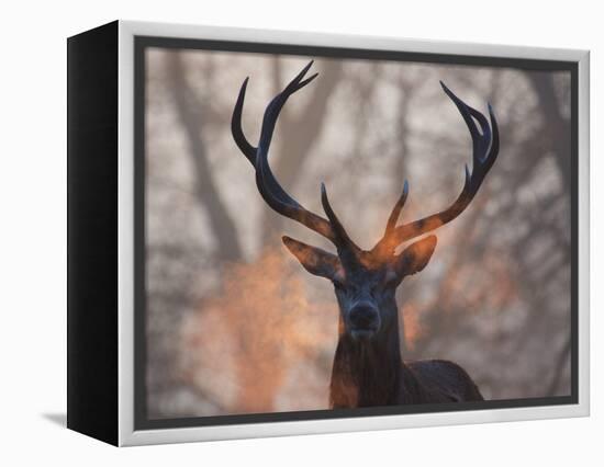 Portrait of a Red Deer Buck, Cervus Elaphus, in Winter-Alex Saberi-Framed Premier Image Canvas