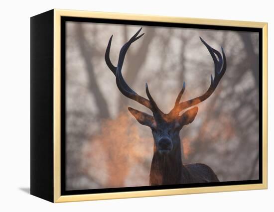 Portrait of a Red Deer Buck, Cervus Elaphus, in Winter-Alex Saberi-Framed Premier Image Canvas