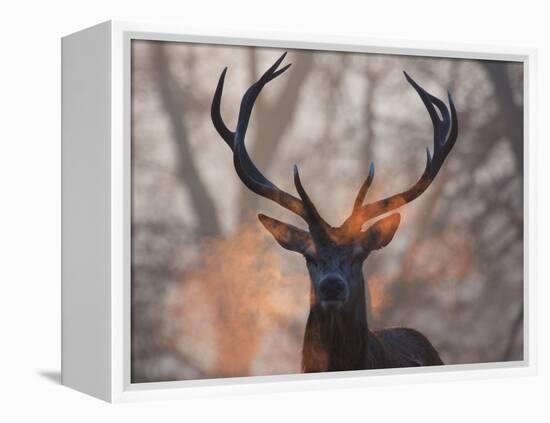 Portrait of a Red Deer Buck, Cervus Elaphus, in Winter-Alex Saberi-Framed Premier Image Canvas