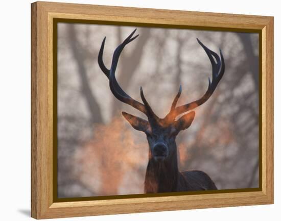 Portrait of a Red Deer Buck, Cervus Elaphus, in Winter-Alex Saberi-Framed Premier Image Canvas