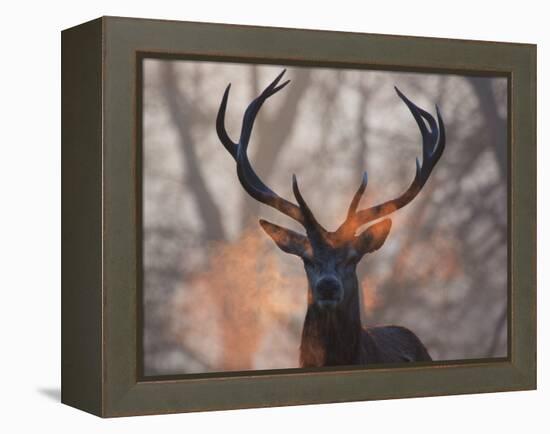 Portrait of a Red Deer Buck, Cervus Elaphus, in Winter-Alex Saberi-Framed Premier Image Canvas