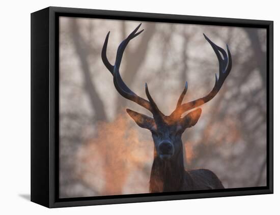 Portrait of a Red Deer Buck, Cervus Elaphus, in Winter-Alex Saberi-Framed Premier Image Canvas