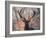 Portrait of a Red Deer Buck, Cervus Elaphus, in Winter-Alex Saberi-Framed Premium Photographic Print