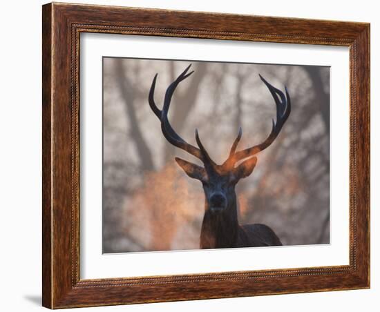 Portrait of a Red Deer Buck, Cervus Elaphus, in Winter-Alex Saberi-Framed Premium Photographic Print