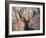 Portrait of a Red Deer Buck, Cervus Elaphus, in Winter-Alex Saberi-Framed Premium Photographic Print