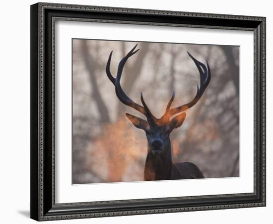 Portrait of a Red Deer Buck, Cervus Elaphus, in Winter-Alex Saberi-Framed Premium Photographic Print