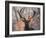 Portrait of a Red Deer Buck, Cervus Elaphus, in Winter-Alex Saberi-Framed Premium Photographic Print