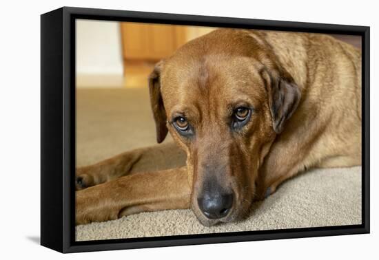 Portrait of a Red Fox (or Fox red) Labrador lying on the floor. (PR)-Janet Horton-Framed Premier Image Canvas