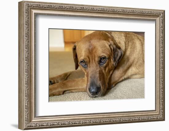 Portrait of a Red Fox (or Fox red) Labrador lying on the floor. (PR)-Janet Horton-Framed Photographic Print