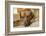 Portrait of a Red Fox (or Fox red) Labrador lying on the floor. (PR)-Janet Horton-Framed Photographic Print