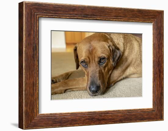 Portrait of a Red Fox (or Fox red) Labrador lying on the floor. (PR)-Janet Horton-Framed Photographic Print