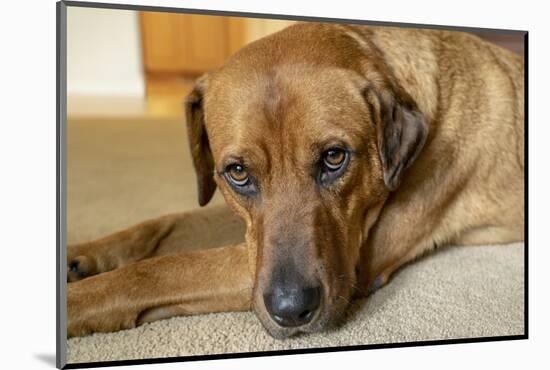 Portrait of a Red Fox (or Fox red) Labrador lying on the floor. (PR)-Janet Horton-Mounted Photographic Print