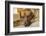 Portrait of a Red Fox (or Fox red) Labrador lying on the floor. (PR)-Janet Horton-Framed Photographic Print