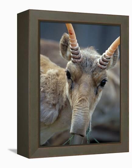 Portrait of a Saiga Male Cherniye Zemly Zapovednik, Russia-Igor Shpilenok-Framed Premier Image Canvas