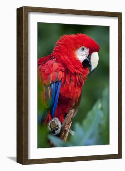 Portrait Of A Scarlet Macaw Sitting On A Branch-Karine Aigner-Framed Photographic Print