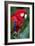 Portrait Of A Scarlet Macaw Sitting On A Branch-Karine Aigner-Framed Photographic Print