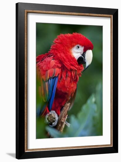 Portrait Of A Scarlet Macaw Sitting On A Branch-Karine Aigner-Framed Photographic Print