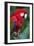 Portrait Of A Scarlet Macaw Sitting On A Branch-Karine Aigner-Framed Photographic Print