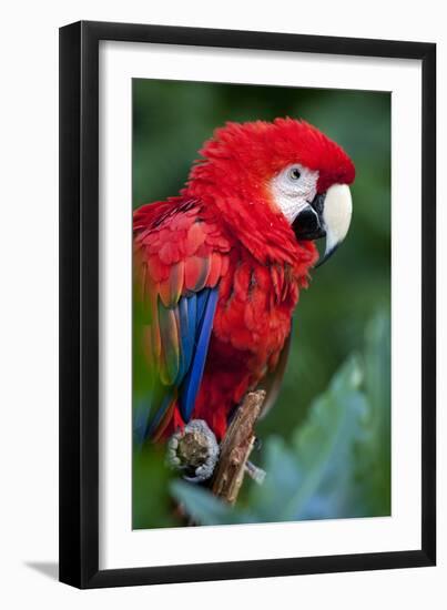 Portrait Of A Scarlet Macaw Sitting On A Branch-Karine Aigner-Framed Photographic Print