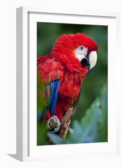Portrait Of A Scarlet Macaw Sitting On A Branch-Karine Aigner-Framed Photographic Print