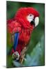 Portrait Of A Scarlet Macaw Sitting On A Branch-Karine Aigner-Mounted Photographic Print