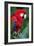 Portrait Of A Scarlet Macaw Sitting On A Branch-Karine Aigner-Framed Photographic Print