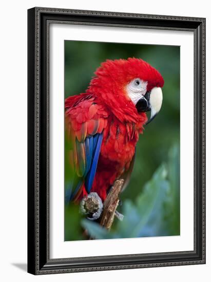 Portrait Of A Scarlet Macaw Sitting On A Branch-Karine Aigner-Framed Photographic Print