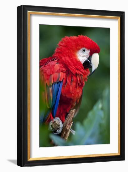 Portrait Of A Scarlet Macaw Sitting On A Branch-Karine Aigner-Framed Photographic Print