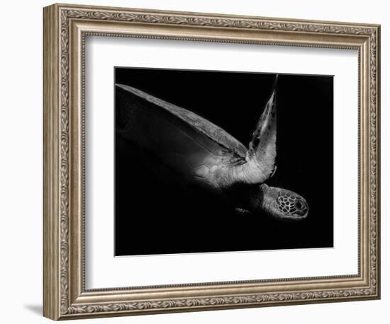 Portrait of a Sea Turtle in Black and White (Ii)-Robin Wechsler-Framed Giclee Print