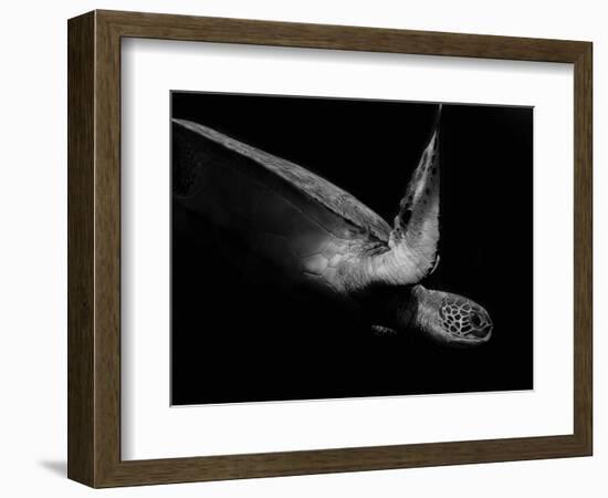 Portrait of a Sea Turtle in Black and White (Ii)-Robin Wechsler-Framed Giclee Print