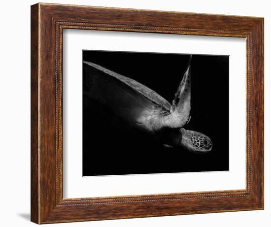 Portrait of a Sea Turtle in Black and White (Ii)-Robin Wechsler-Framed Giclee Print