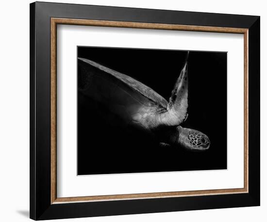 Portrait of a Sea Turtle in Black and White (Ii)-Robin Wechsler-Framed Giclee Print