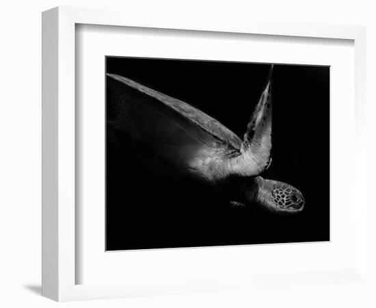 Portrait of a Sea Turtle in Black and White (Ii)-Robin Wechsler-Framed Giclee Print