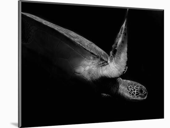 Portrait of a Sea Turtle in Black and White (Ii)-Robin Wechsler-Mounted Giclee Print