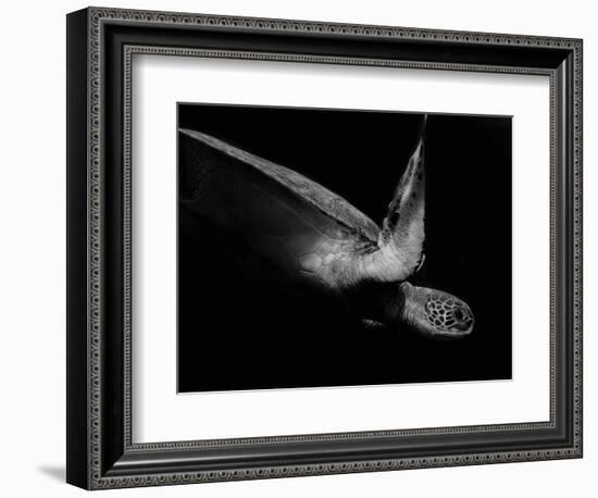 Portrait of a Sea Turtle in Black and White (Ii)-Robin Wechsler-Framed Giclee Print