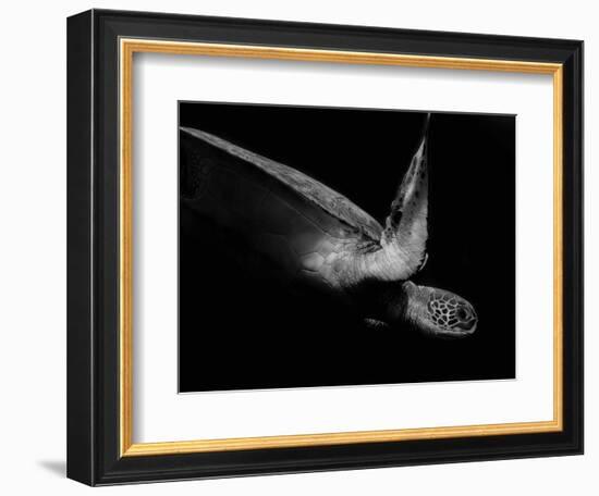 Portrait of a Sea Turtle in Black and White (Ii)-Robin Wechsler-Framed Giclee Print