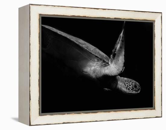 Portrait of a Sea Turtle in Black and White (Ii)-Robin Wechsler-Framed Premier Image Canvas