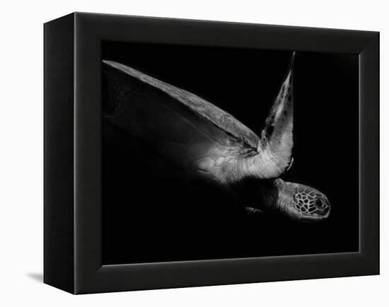 Portrait of a Sea Turtle in Black and White (Ii)-Robin Wechsler-Framed Premier Image Canvas