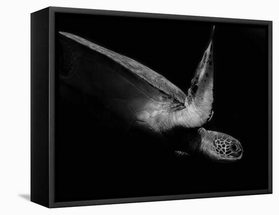 Portrait of a Sea Turtle in Black and White (Ii)-Robin Wechsler-Framed Premier Image Canvas