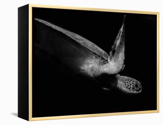 Portrait of a Sea Turtle in Black and White (Ii)-Robin Wechsler-Framed Premier Image Canvas