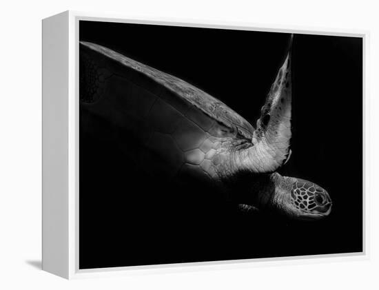 Portrait of a Sea Turtle in Black and White (Ii)-Robin Wechsler-Framed Premier Image Canvas