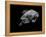 Portrait of a Sea Turtle in Black and White-Robin Wechsler-Framed Premier Image Canvas