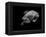 Portrait of a Sea Turtle in Black and White-Robin Wechsler-Framed Premier Image Canvas