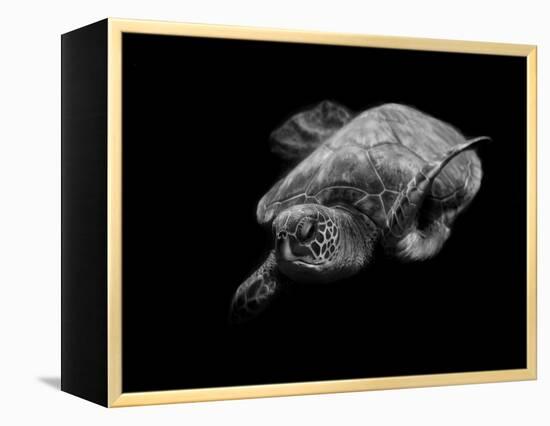 Portrait of a Sea Turtle in Black and White-Robin Wechsler-Framed Premier Image Canvas