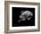 Portrait of a Sea Turtle in Black and White-Robin Wechsler-Framed Giclee Print