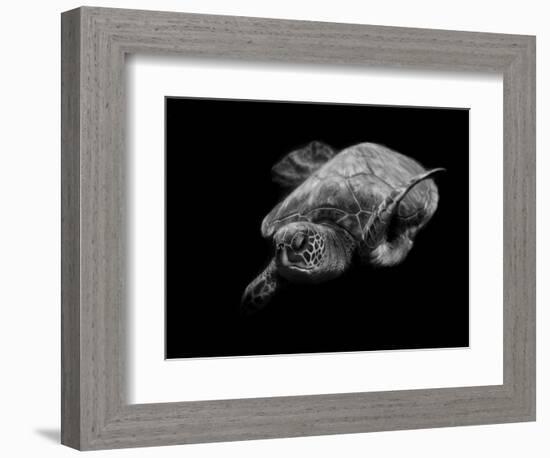 Portrait of a Sea Turtle in Black and White-Robin Wechsler-Framed Giclee Print