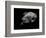 Portrait of a Sea Turtle in Black and White-Robin Wechsler-Framed Giclee Print