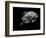 Portrait of a Sea Turtle in Black and White-Robin Wechsler-Framed Giclee Print